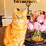 animal, black_table, cat, clock, closeup, decor, domestic_cat, flower_bouquet, furniture, glass_vase, home, indoor, marble_table, mirror, modern_interior, orange_tabby, pet, pink_flowers, seated, tabletop