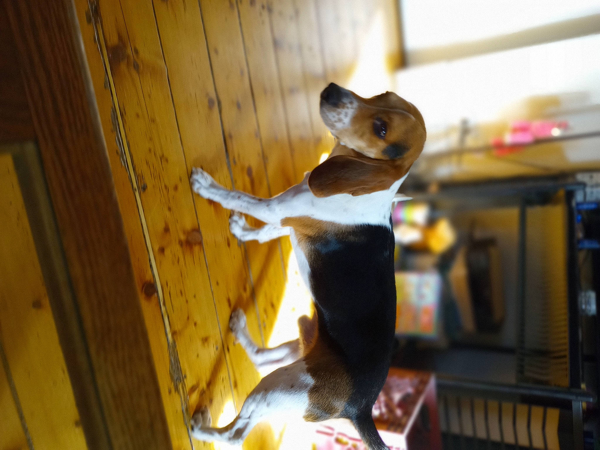 Bud joined the competition — help win amazing prizes! canidae, carnivore, companion_dog, dog, dog_breed, fawn, felidae, fur, hardwood, pet_supply, plank, plywood, room, small_to_medium_sized_cats, snout, sporting_group, tail, varnish, wood, wood_stain