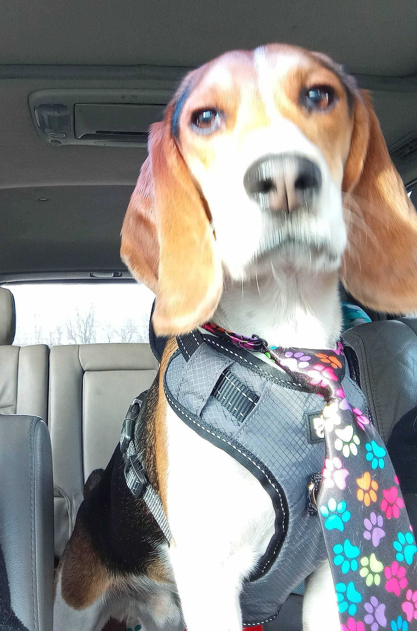 Bud is registered to the contest to win money with this photo: car_seat, car_seat_cover, carnivore, collar, companion_dog, dog, dog_breed, dog_collar, dog_supply, fawn, fur, head_restraint, hound, pet_supply, scent_hound, snout, sporting_group, vehicle, vehicle_door, whiskers