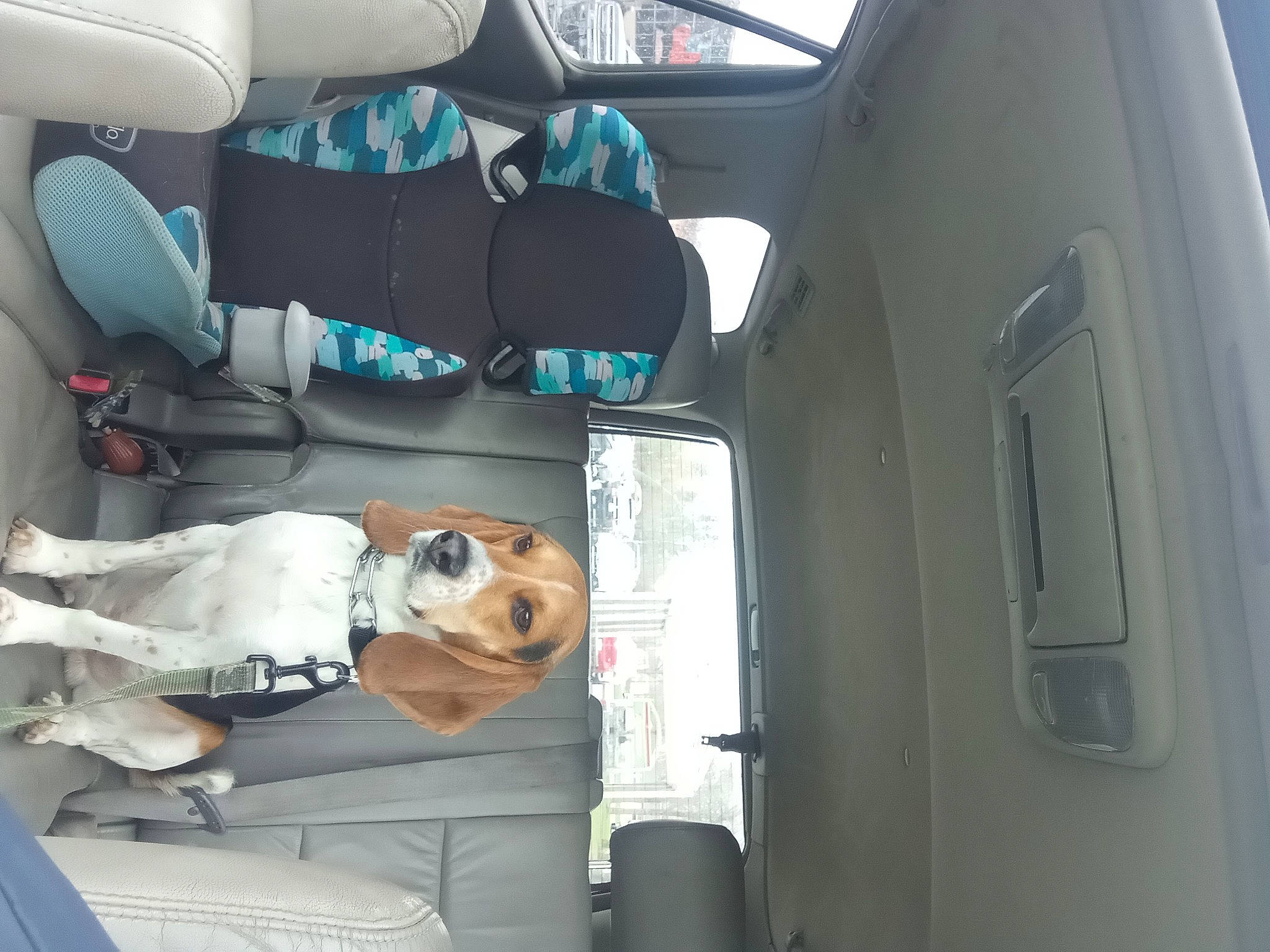 Bud is registered to the contest to win money with this photo: airline, auto_part, automotive_design, automotive_exterior, car, car_seat, car_seat_cover, companion_dog, dog, family_car, head_restraint, luxury_vehicle, mode_of_transport, motor_vehicle, personal_luxury_car, seat_belt, steering_wheel, trunk, vehicle, vehicle_door