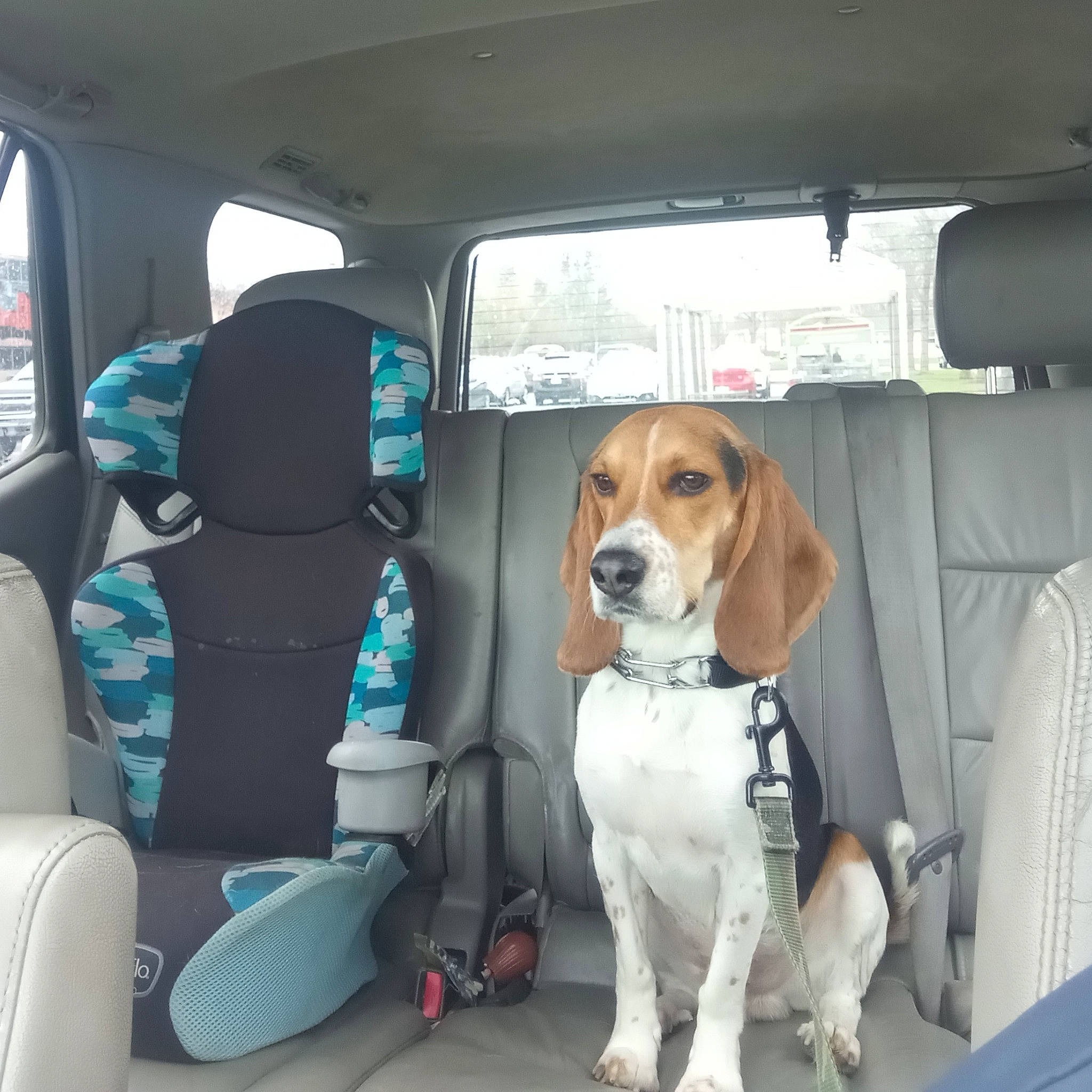 Bud is registered to the contest to win money with this photo: auto_part, automotive_design, automotive_exterior, automotive_mirror, car, car_seat, car_seat_cover, carnivore, collar, companion_dog, dog, dog_breed, dog_collar, head_restraint, motor_vehicle, seat_belt, snout, vehicle, vehicle_door, window