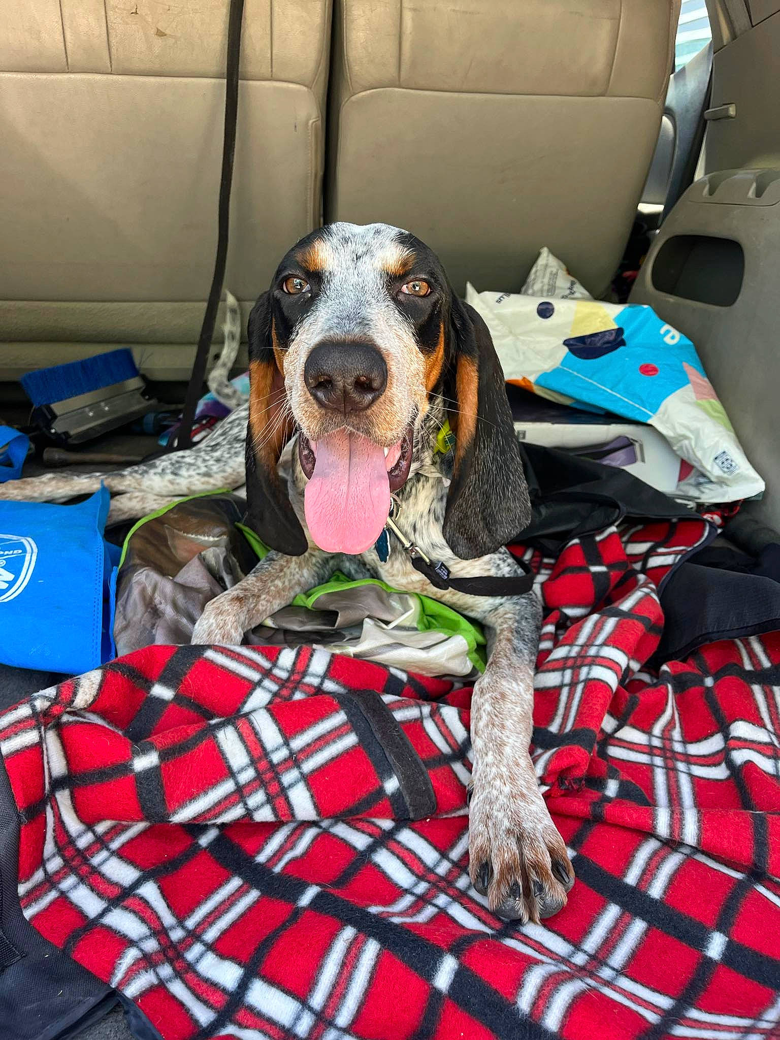 Achilles joined the competition — help win amazing prizes! canidae, car_seat, car_seat_cover, carnivore, collar, comfort, companion_dog, dog, dog_breed, dog_supply, head_restraint, hound, pattern, plaid, scent_hound, snout, sporting_group, tartan, working_animal, working_dog