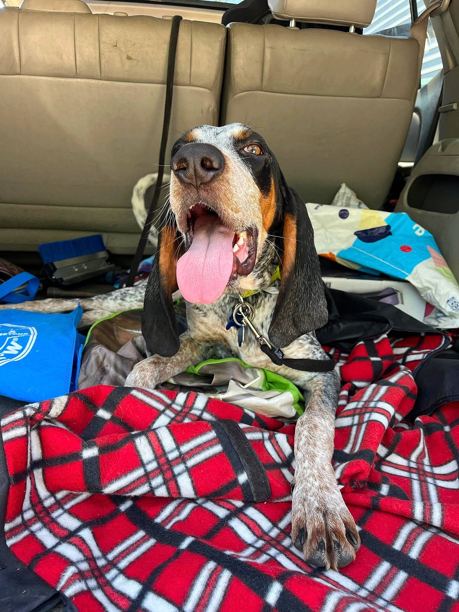 Achilles joined the competition — help win amazing prizes! canidae, car_seat, car_seat_cover, carnivore, collar, comfort, companion_dog, dog, dog_breed, dog_collar, dog_supply, liver, pattern, plaid, scent_hound, snout, sporting_group, tartan, vehicle, working_animal