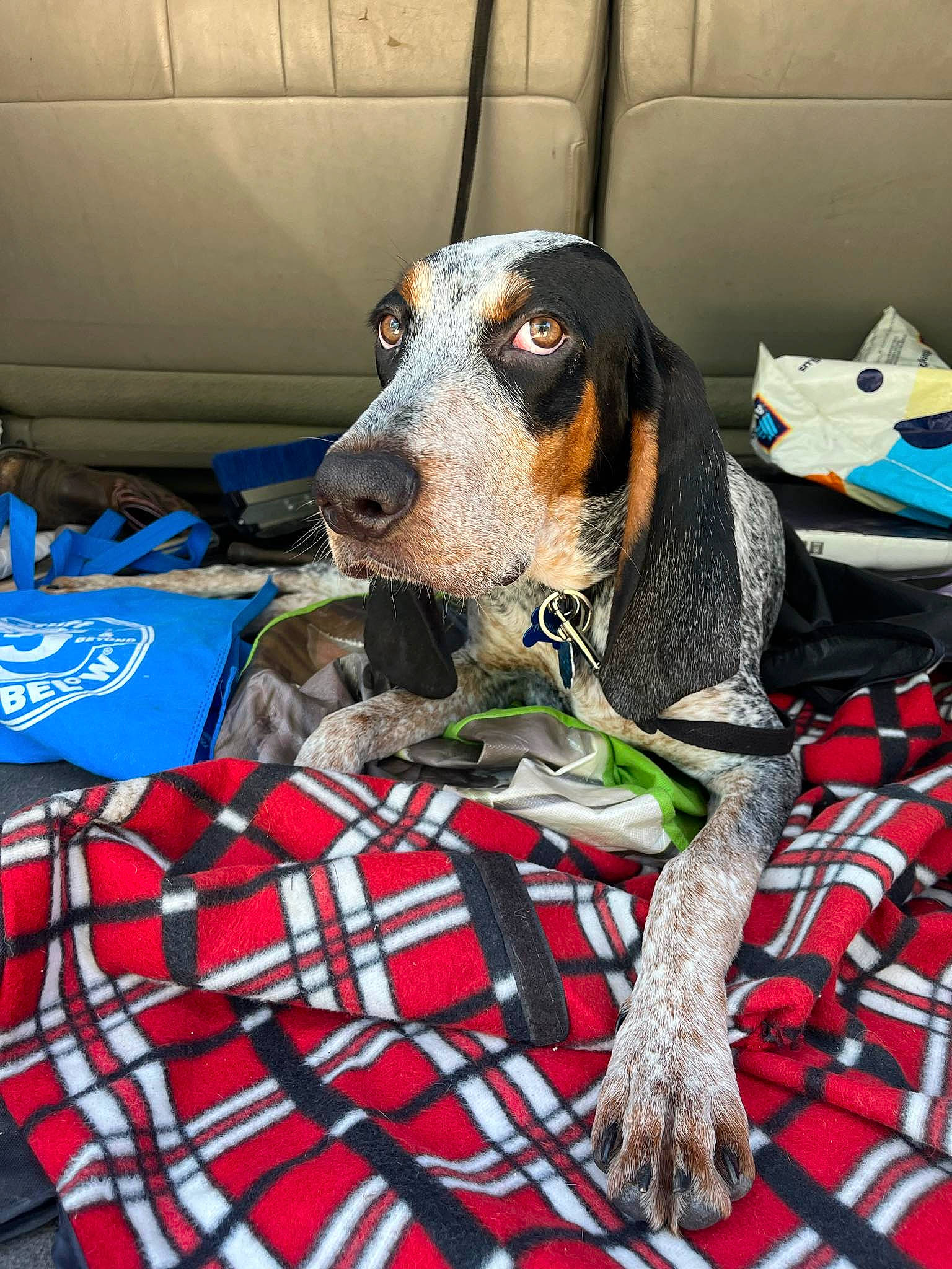 Achilles joined the competition — help win amazing prizes! canidae, carnivore, collar, comfort, companion_dog, dog, dog_breed, dog_supply, hound, hunting_dog, pattern, plaid, scent_hound, snout, sporting_group, tartan, working_animal, working_dog