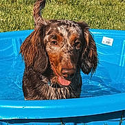Rexx is registered to the contest to win money with this photo: dog, water, pool, grass, outdoor, sunny, summer, pet, canine, happy, wet, blue, playful, nature, animal, tongue_out, ears, daytime, relaxing, backyard