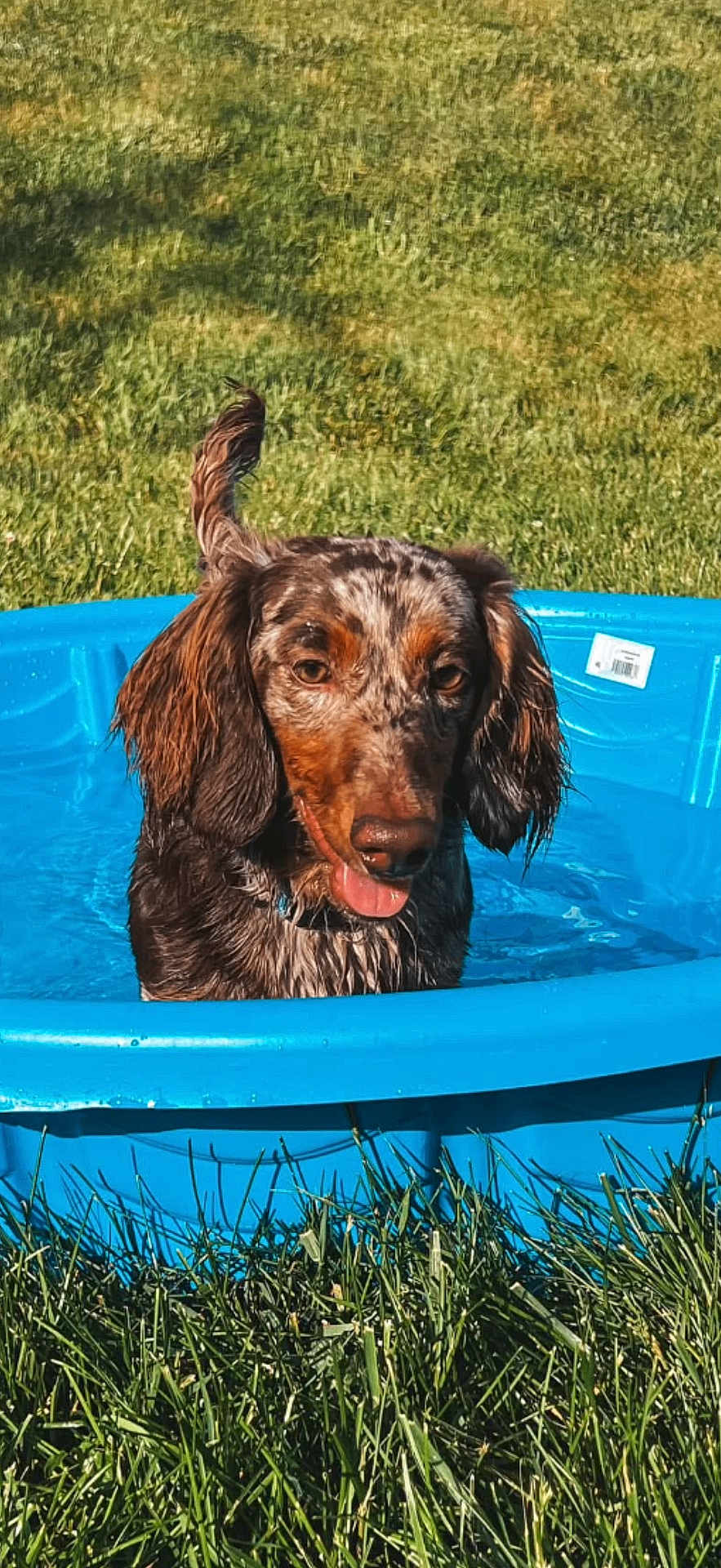 Rexx is registered to the contest to win money with this photo: dog, water, pool, grass, outdoor, sunny, summer, pet, canine, happy, wet, blue, playful, nature, animal, tongue_out, ears, daytime, relaxing, backyard