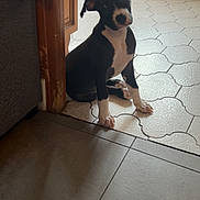 Argos a rejoint le concours — aidez-le/la à gagner de superbes lots ! puppy, dog, black_and_white, tilted_head, indoor, tiled_floor, wooden_furniture, curious, pet, young_dog, floor_tiles, home_interior, radiator, sitting, cute, animal, canine, domestic, cozy, shadow