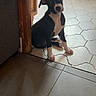 puppy, dog, black_and_white, tilted_head, indoor, tiled_floor, wooden_furniture, curious, pet, young_dog, floor_tiles, home_interior, radiator, sitting, cute, animal, canine, domestic, cozy, shadow