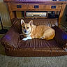 corgi, dog, pet, animal, sitting, lying_down, portrait, face, ears, tan_fur, white_fur, leather_couch, loveseat, furniture, living_room, entertainment_center, dvd_player, carpet, indoor, home