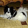 animal, black_and_white, carved_wood, collar, companion, curious, cute, dog, domestic_animal, floor, fluffy, furniture, indoor, laying_down, long_fur, pet, resting, small_dog, tile_floor, wooden_table
