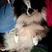 Angie a rejoint le concours — aidez-le/la à gagner de superbes lots ! animal, black_and_white, companion, cozy, cute, cute_pet, dog, domestic_animal, fluffy, fur, human_hand, indoor, jeans, lap, mammal, pet, relaxed, resting, sleeping, small_dog