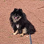 dog, pomeranian, black_fur, tan_fur, sitting, happy, leash, outdoor, gravel, pet, animal, small_dog, tongue_out, cute, fluffy, sunny, daylight, fur, walk, companion