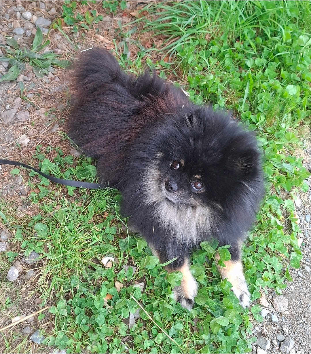 Gucci participe au concours pour gagner de l'argent avec cette photo : dog, pomeranian, black_fur, tan_fur, fluffy, pet, grass, outdoor, nature, curious, animal, small_dog, leash, ground, rocks, greenery, cute, lying_down, fur, eyes