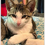 Popeye joined the competition — help win amazing prizes! bedroom, blanket, cat, close_up, cute, domestic_animal, ears, eyes, fur, indoor, kitten, nose, pattern, paws, pet, portrait, resting, sleepy, tabby, whiskers