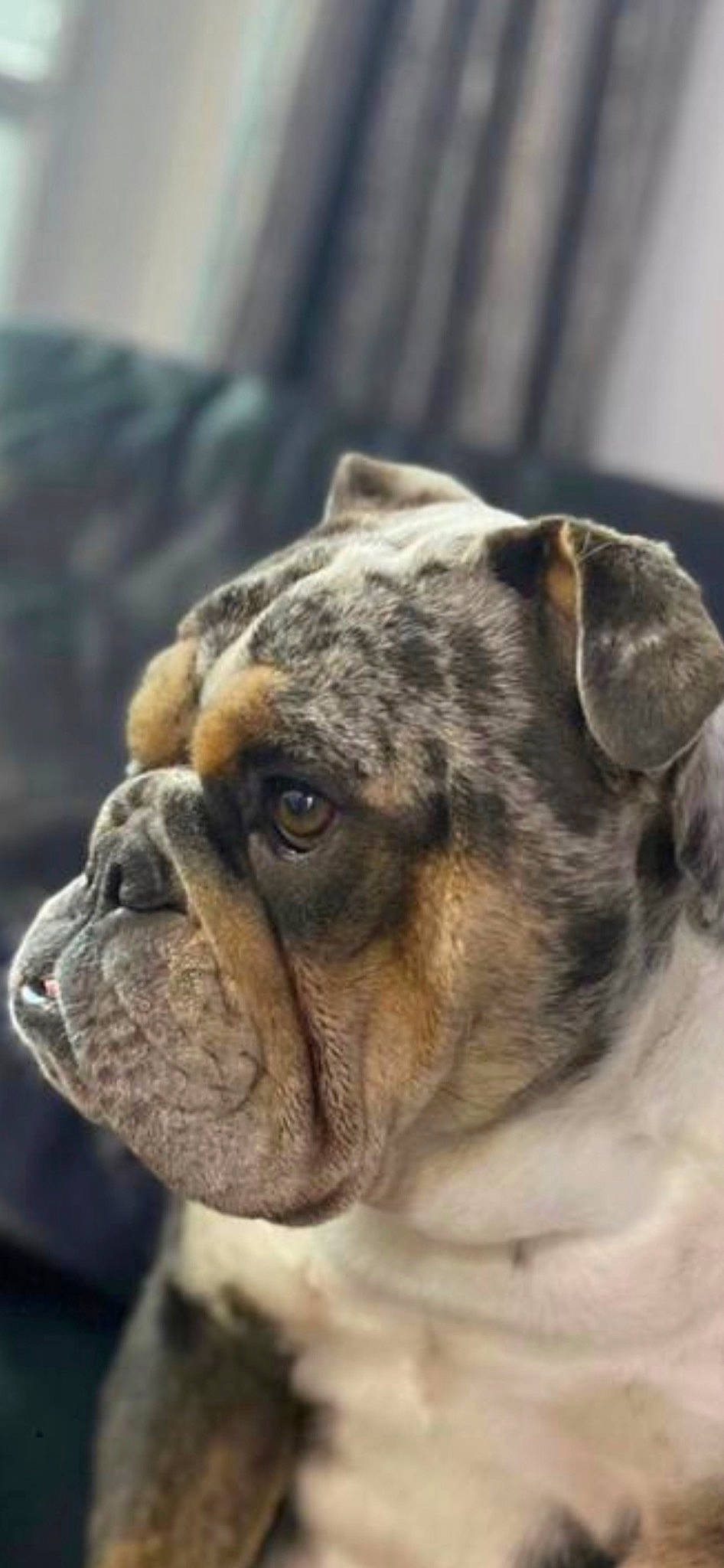 Ruby is registered to the contest to win money with this photo: biting, bored, bulldog, canidae, carnivore, collar, companion_dog, dog, dog_breed, dog_collar, fawn, fur, snout, sporting_group, terrestrial_animal, toy_dog, whiskers, working_animal, working_dog, wrinkle