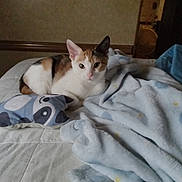 Lil'Bit is registered to the contest to win money with this photo: cat, calico, bed, blanket, pillow, indoor, pet, feline, resting, soft, cozy, animal, cute, domestic, fur, whiskers, relaxed, looking, home, comfort