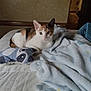 cat, calico, bed, blanket, pillow, indoor, pet, feline, resting, soft, cozy, animal, cute, domestic, fur, whiskers, relaxed, looking, home, comfort