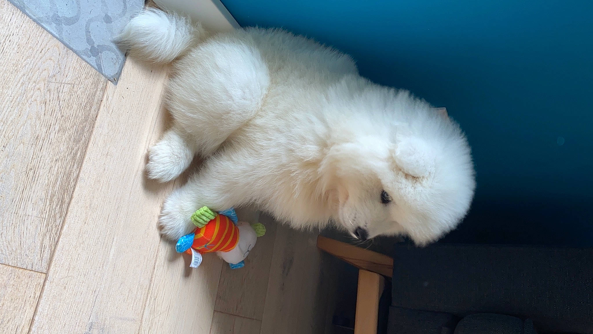 Sissi a rejoint le concours — aidez-le/la à gagner de superbes lots ! canidae, carnivore, companion_dog, dog, dog_breed, dog_toy, fawn, felidae, fur, paw, samoyed, small_to_medium_sized_cats, spitz, sporting_group, stuffed_toy, tail, toy, vertebrate, volpino_italiano, whiskers