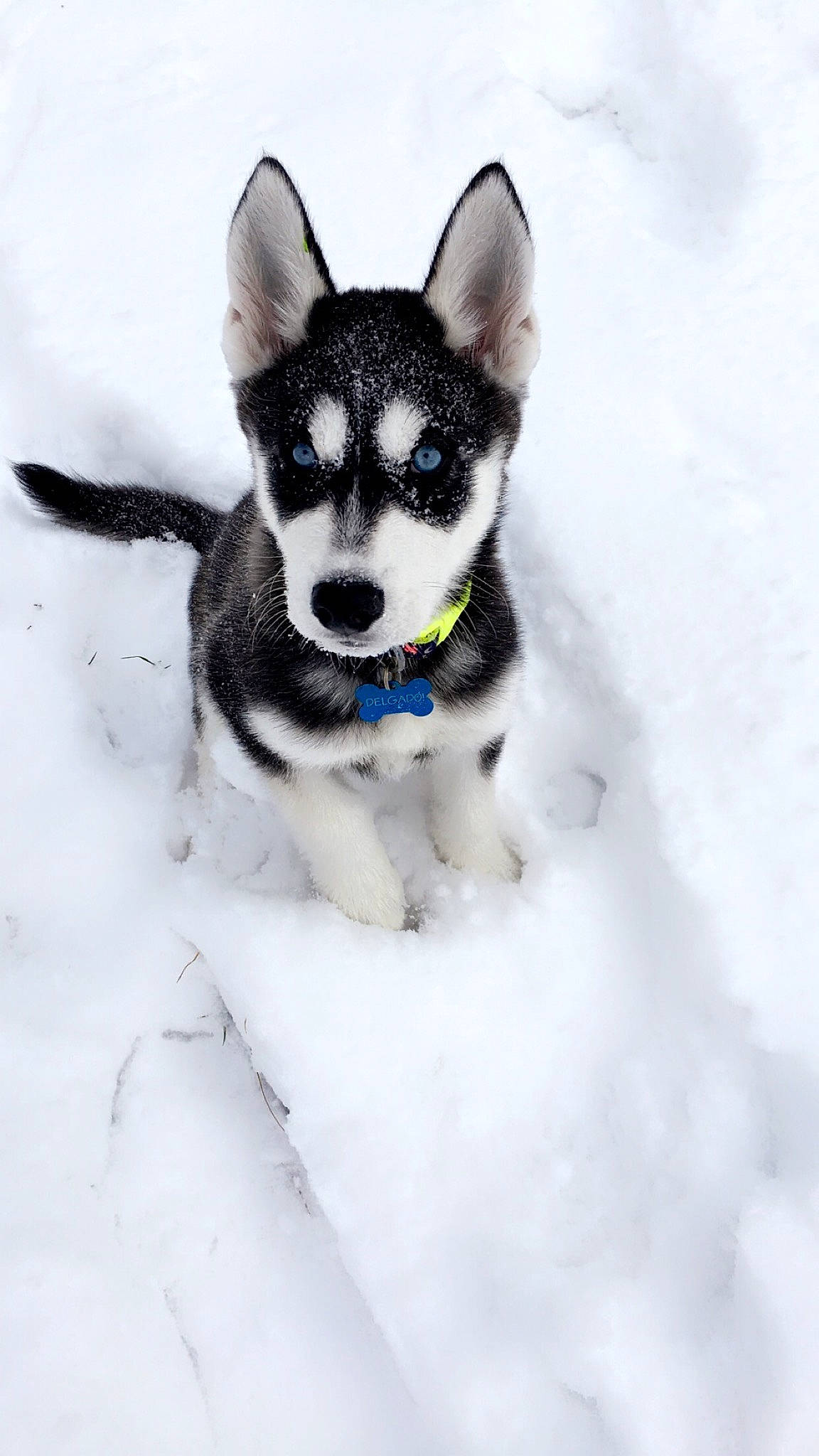 Delgado is registered to the contest to win money with this photo: canidae, carnivore, collar, companion_dog, dog, dog_breed, dog_collar, dog_supply, freezing, fur, geological_phenomenon, glacial_landform, ice, pet_supply, precipitation, puppy, snout, snow, sporting_group, winter