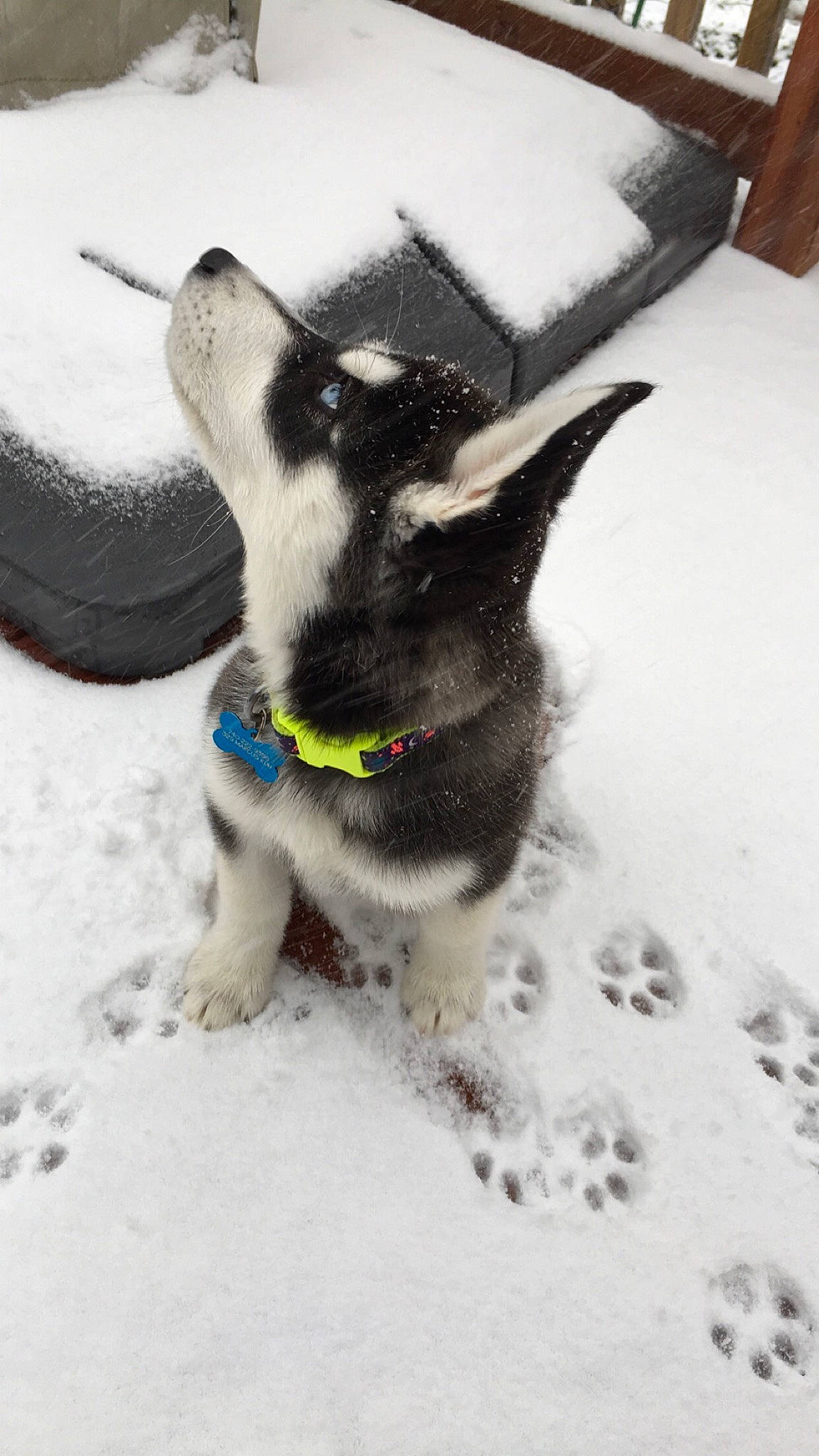 Delgado joined the competition — help win amazing prizes! canidae, carnivore, collar, dog, dog_breed, dog_collar, dog_supply, freezing, fur, hunting_dog, ice, leash, pet_supply, precipitation, snout, snow, sporting_group, winter, working_animal, working_dog