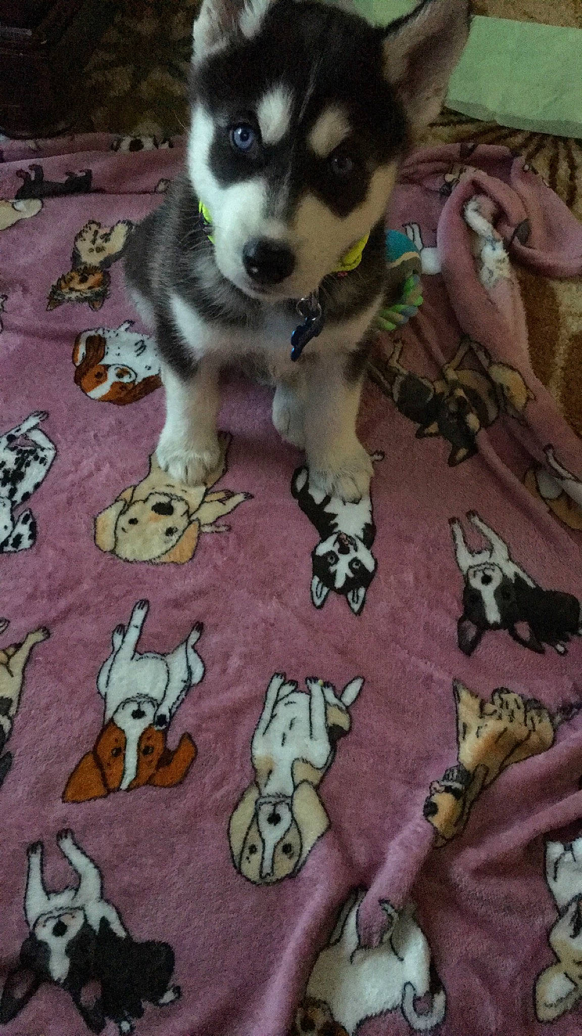 Delgado is registered to the contest to win money with this photo: canidae, carnivore, companion_dog, dog, dog_breed, dog_supply, paw, pet_supply, puppy, sled_dog, snout, sporting_group, vertebrate, working_animal, working_dog