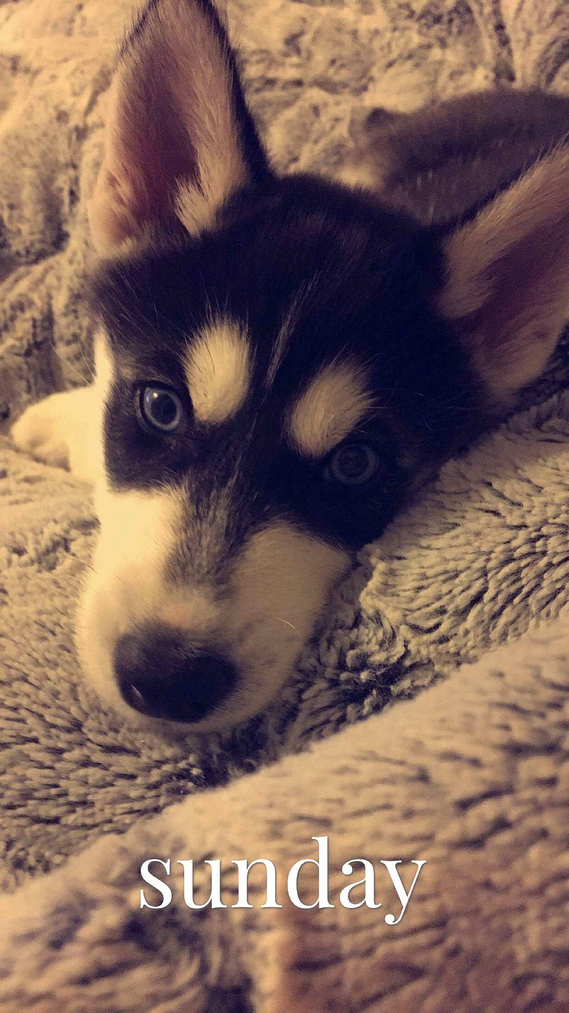 Delgado joined the competition — help win amazing prizes! canidae, carnivore, dog, dog_breed, fur, neck, snout, terrestrial_animal, vertebrate, whiskers, working_animal, working_dog