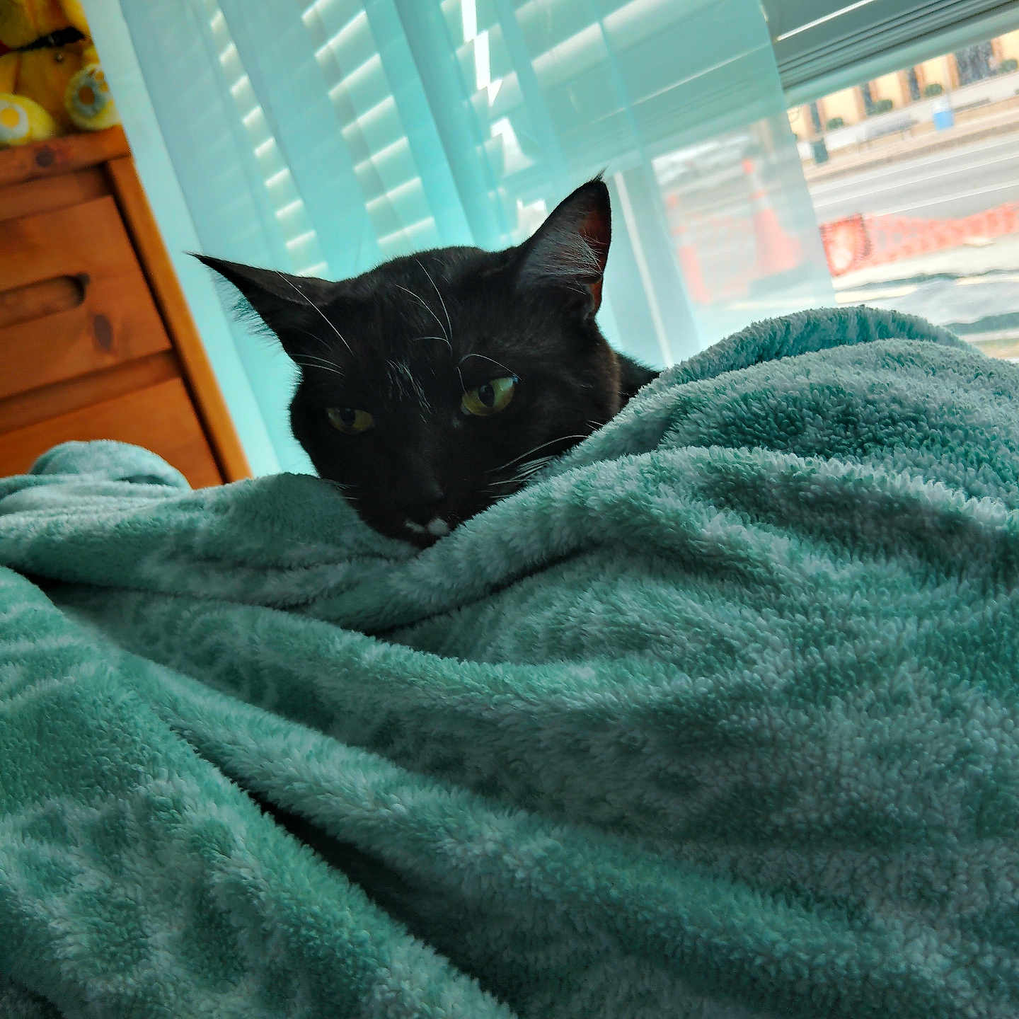Toby joined the competition — help win amazing prizes! abyssinian, animal, bed, bedroom, blackcat, blanket, cat, curtain, furniture, homedecor, indoors, linen, manx, pet, quilt, room, towel, toy, velvet