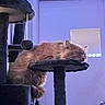 cat, sleeping, cat_tree, indoor, orange_cat, pet, furniture, door, toy, cozy, fur, resting, quiet, animal, domestic, home, relaxation, soft_lighting, calm, napping