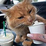 Mufasa is registered to the contest to win money with this photo: cat, orange_cat, whipped_cream, cup, hand, tattoo, manicure, car_interior, drink, green_straw, window, blurred_background, furry, pet, closeup, curious, animal, food, beverage, indoor