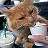 cat, orange_cat, whipped_cream, cup, hand, tattoo, manicure, car_interior, drink, green_straw, window, blurred_background, furry, pet, closeup, curious, animal, food, beverage, indoor