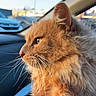 Mufasa is registered to the contest to win money with this photo: cat, orange_cat, fluffy, whiskers, profile, car_interior, window, daylight, close_up, pet, fur, animal, domestic_cat, side_view, transportation, vehicle, parked_car, outdoor_light, feline, calm