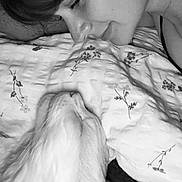 Urkan participe au concours pour gagner de l'argent avec cette photo : animal, bed, black_and_white, blanket, cat, closeup, comfort, cozy, ear, eyelashes, face, fluffy, indoor, intimacy, love, nose, person, pet, portrait, rest