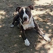 Cash joined the competition — help win amazing prizes! dog, pit_bull, outdoor, dirt, ground, sunlight, shadow, lying_down, sitting, black_and_white, short_hair, portrait, pet, animal, canine, front_view, relaxed, yard, natural_light, paws