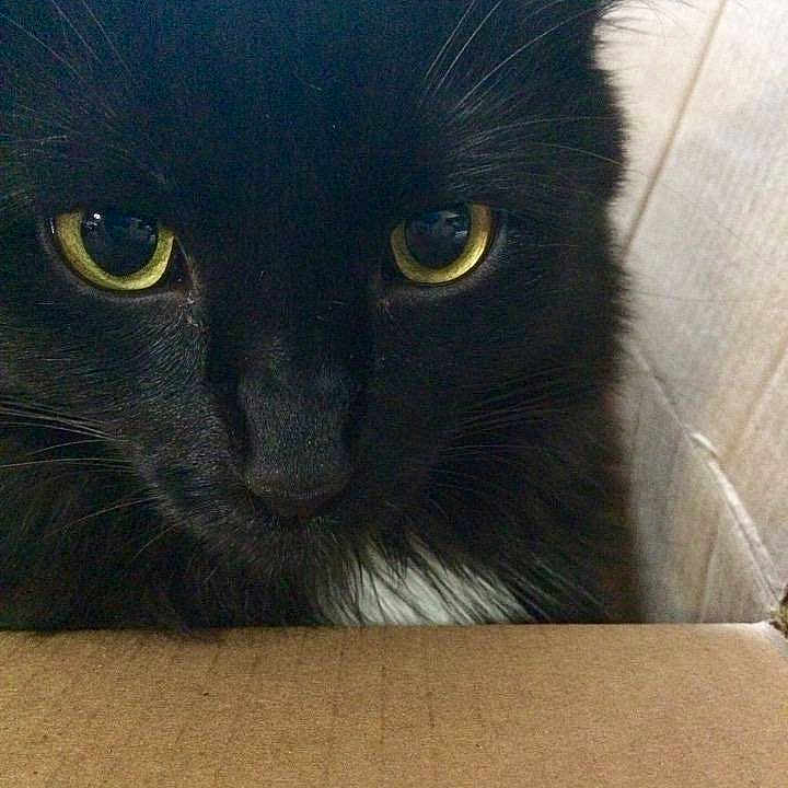 Hedwig is registered to the contest to win money with this photo: