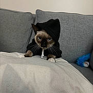 Blue joined the competition — help win amazing prizes! cat, siamese_cat, hoodie, black_clothing, white_blanket, gray_couch, indoor, pet, animal, feline, cute, whiskers, ears, blue_eyes, fur, domestic_cat, front_paws, looking, mysterious, cozy