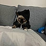 cat, siamese_cat, hoodie, black_clothing, white_blanket, gray_couch, indoor, pet, animal, feline, cute, whiskers, ears, blue_eyes, fur, domestic_cat, front_paws, looking, mysterious, cozy