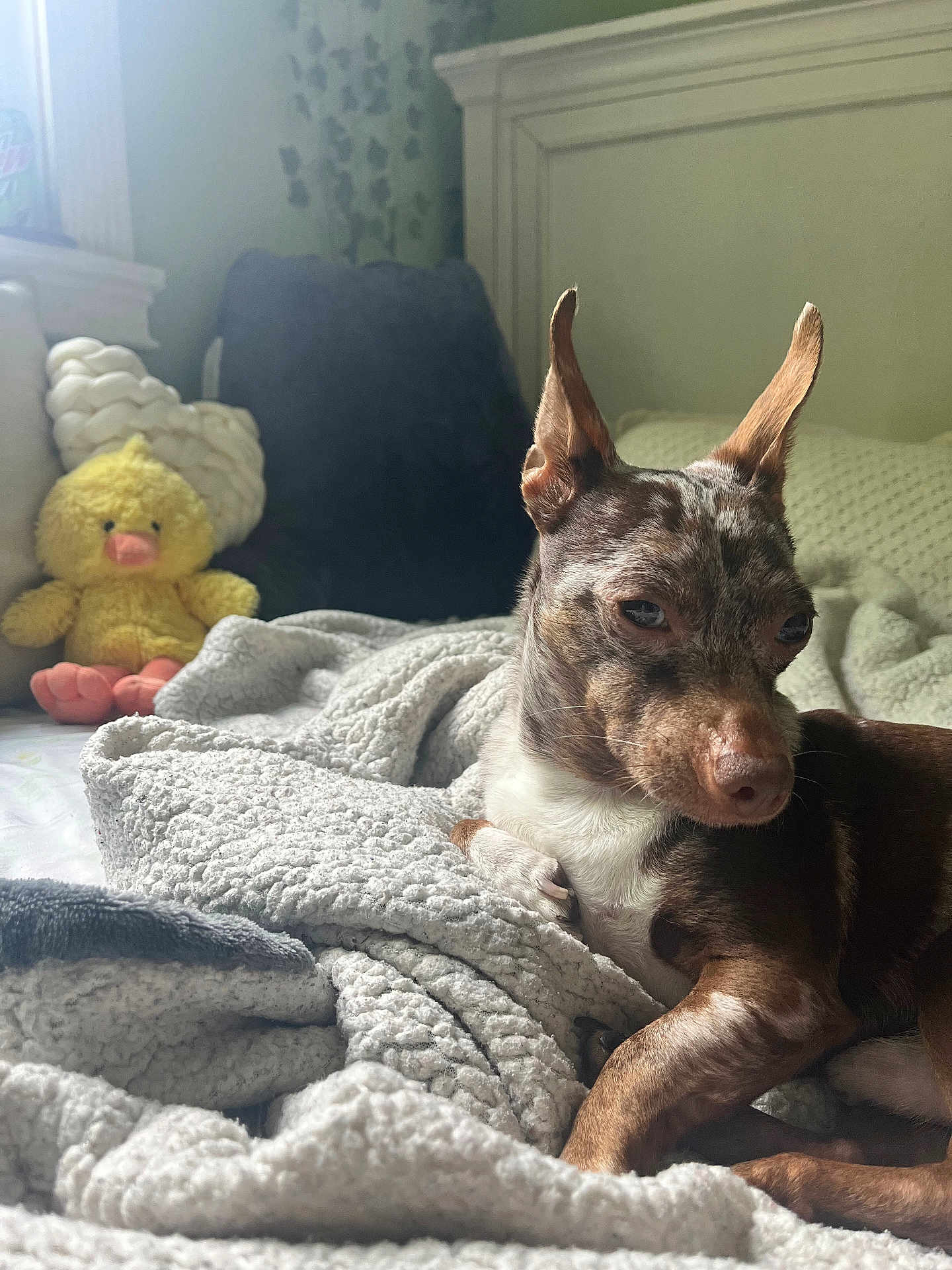 Trotter is registered to the contest to win money with this photo: dog, bed, blanket, plush_toy, yellow_duck, indoor, cozy, relaxed, brown_dog, white_dog, ears_up, soft_light, furniture, pillow, stuffed_animal, texture, resting, pet, comfort, home