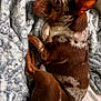 dog, brown, white, curled_up, blanket, fluffy, pet, resting, ears, fur, cute, indoor, cozy, animal, companion, relaxed, snout, paw, sleepy, home