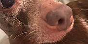 Trotter is registered to the contest to win money with this photo: dog, close_up, nose, eyes, fur, pet, animal, curious, portrait, whiskers, brown, white, indoor, soft_light, snout, canine, cute, expression, face, macro
