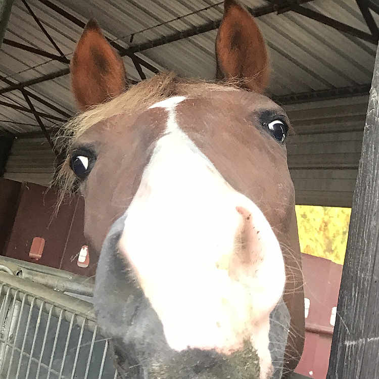 Mo is registered to the contest to win money with this photo: ear, fawn, horse, liver, livestock, mammal, mane, mare, mustang_horse, nose, pack_animal, snout, sorrel, stable