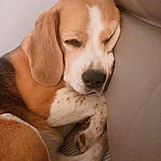 Physalie participe au concours pour gagner de l'argent avec cette photo : animal, beagle, brown, closeup, companion, couch, cozy, cute, dog, domestic, ears, fur, indoor, paw, pet, relaxed, resting, sleeping, spotted, white