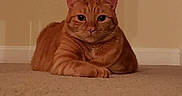 Peachy joined the competition — help win amazing prizes! animal, carpet, cat, cozy, cute, domestic, ears, feline, floor, home, indoor, looking, orange_tabby, pet, relaxed, shadow, sitting, staircase, wall, whiskers