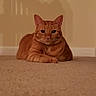 animal, carpet, cat, cozy, cute, domestic, ears, feline, floor, home, indoor, looking, orange_tabby, pet, relaxed, shadow, sitting, staircase, wall, whiskers