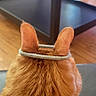 animal, back_view, cat, cute, domestic_cat, ears, fur, furniture, ginger_cat, glasses, hair_tie, household, indoor, living_room, orange_fur, pet, sitting, soft_fur, table, wood_floor