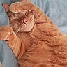 Peachy is registered to the contest to win money with this photo: adorable, animal, blanket, cat, closeup, cozy, cute, domestic_cat, fur, indoor, mammal, nose, orange_cat, paw, pet, relaxed, resting, sleeping, soft, whiskers