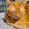 Peachy is registered to the contest to win money with this photo: bed, cat, closed_eyes, comfort, cute, domestic_animal, ears, feline, furry, home, indoor, nose, orange_cat, pet, quilted_bedspread, relaxation, resting, sleeping, tabby, whiskers