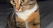 Toni is registered to the contest to win money with this photo: cat, tabby, animal, pet, whiskers, feline, indoor, curious, yellow_eyes, fur, close_up, soft_surface, bed, striped, mammal, domestic_cat, alert, portrait, cute, young_cat