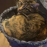 Toni is registered to the contest to win money with this photo: cat, tabby, pet, animal, feline, resting, sleeping, cozy, cat_bed, cat_tree, indoor, fur, whiskers, ears, looking, curious, soft, comfortable, home, relaxed