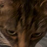 Toni joined the competition — help win amazing prizes! cat, close_up, face, feline, whiskers, fur, pet, animal, indoor, blurred, brown, tabby, muzzle, eyes, nose, soft_light, cozy, bed, blanket, curious