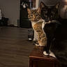 Toni is registered to the contest to win money with this photo: cat, tabby_cat, black_and_white_cat, pets, indoor, wooden_table, living_room, flooring, furniture, curious, animal, domestic_animal, two_cats, eyes, whiskers, ears, sitting, looking, household, cozy